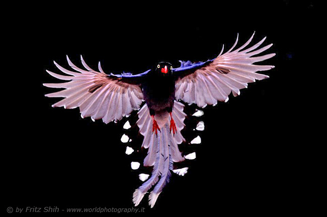 Taiwan Blue Magpie in Flight